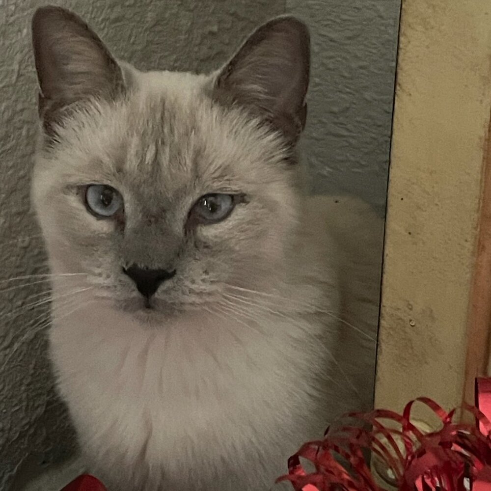 Meet your Posher, Krikett